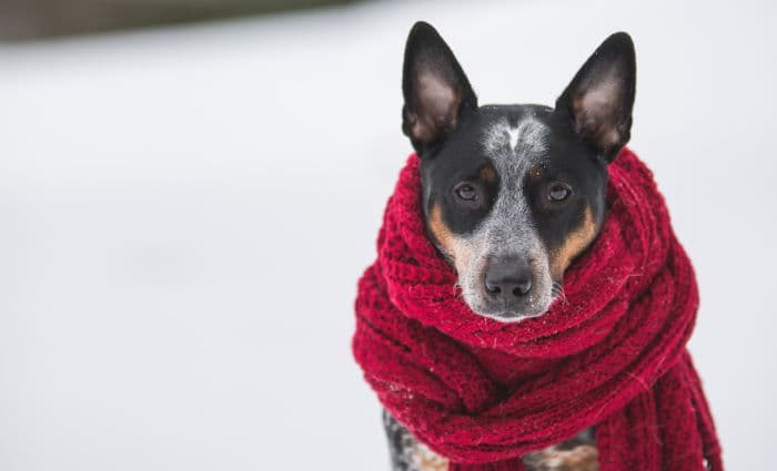 Dog bundled up in snow