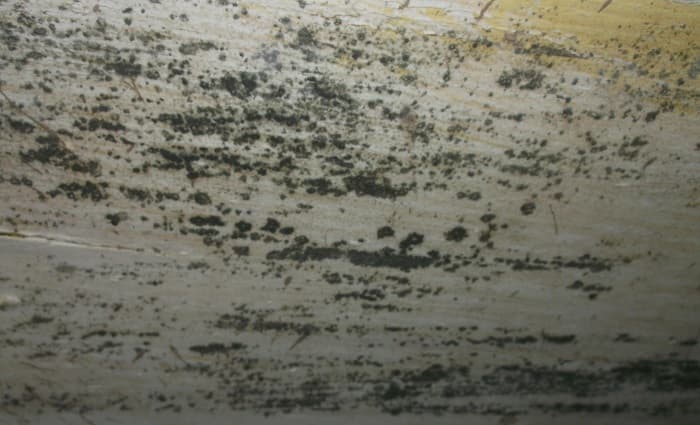 Mold