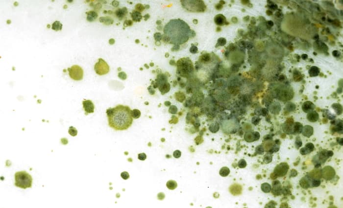 Mold