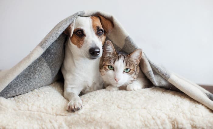 Pet odors, dog and cat