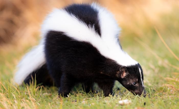 Skunk