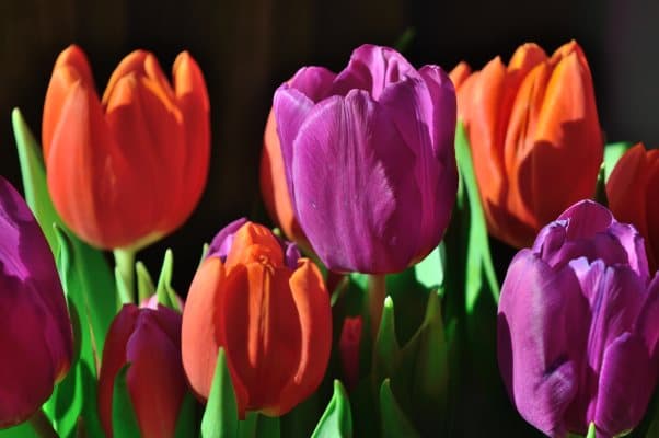 Spring Tulips