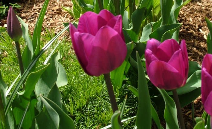 Spring Tulips