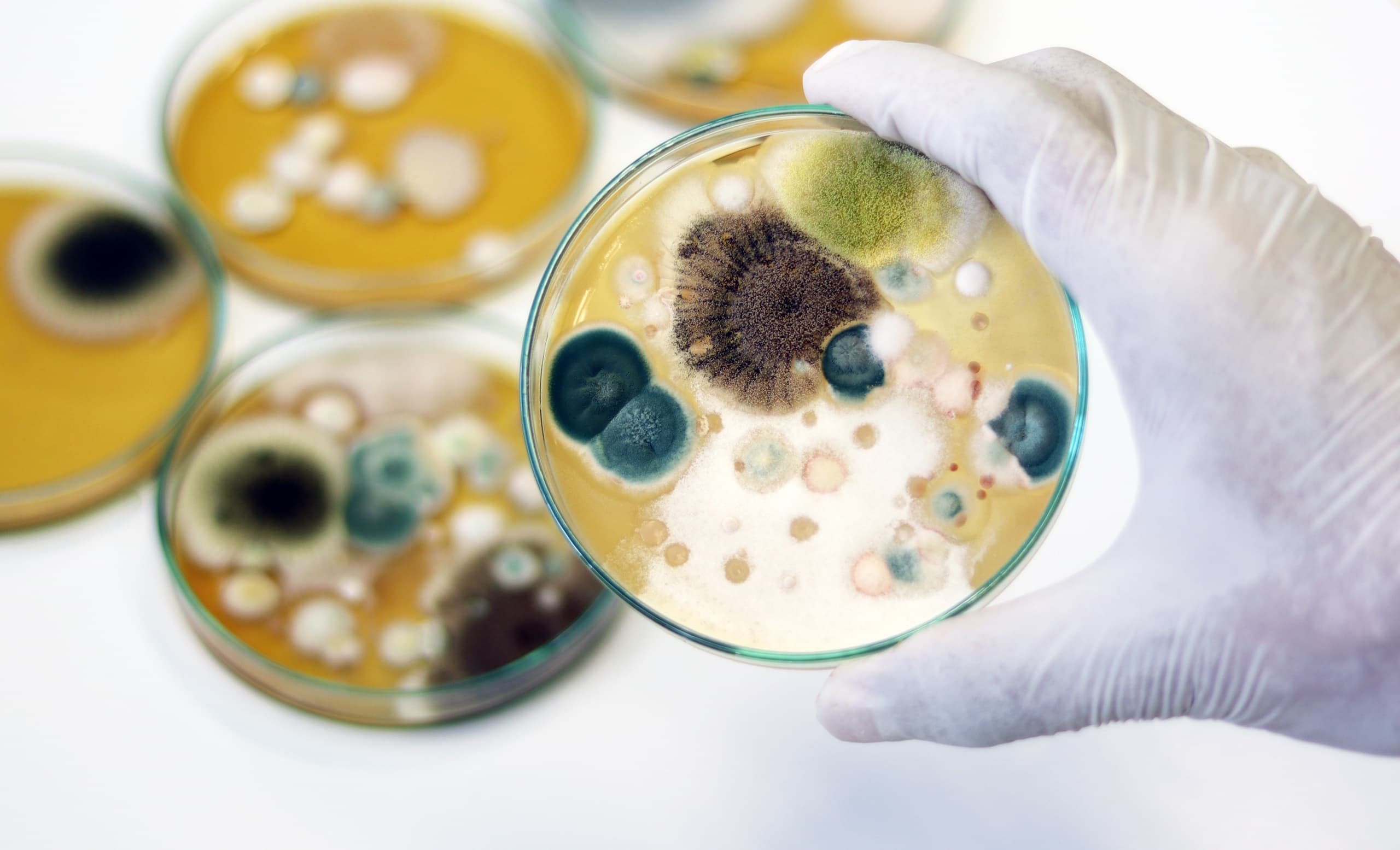 Mold Testing, Mold Removal, Mold Remediation, Black Mold, Disaster Blaster Mold Remediation